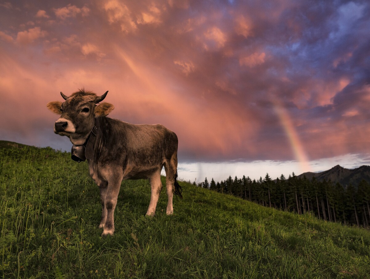 kuhbilder-aus-dem-allgaeu - 3014 - 23fa596d kuhbilder Kuh Bild Allgäu Alpen Berge Kuh Braunvieh Vieh Rind Rinder Kühe Alp Abtrieb Bergsommer Regenbogen Oberstdorf blauer Himmel Oberallgäu grüne wiesen blauer himmel
