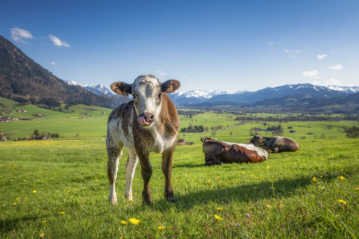 kuhbilder-aus-dem-allgaeu - 6534 - 41ba6dbf kuhbilder Kuh Bild Allgäu Alpen Grünten Berge Kuh Braunvieh Vieh Rind Rinder Kühe Viehscheid Alp Alm Löwenzahn Frühling Rettenberg Oberallgäu grüne wiesen blauer himmel sonne