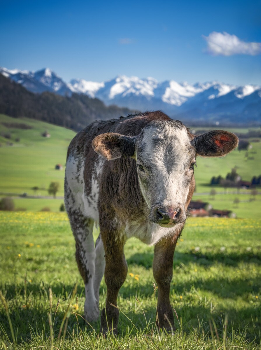 kuhbilder-aus-dem-allgaeu - 6849 - 1739a3c5 kuhbilder Kuh Bild Allgäu Alpen Grünten Berge Kuh Braunvieh Vieh Rind Rinder Kühe Viehscheid Alp Alm Löwenzahn Frühling Rettenberg Oberallgäu grüne wiesen blauer himmel sonne