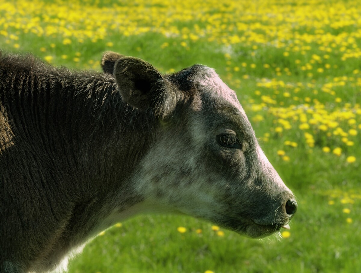 kuhbilder-aus-dem-allgaeu - 7407 - a748859f kuhbilder Kuh Bild Allgäu Alpen Grünten Berge Kuh Braunvieh Vieh Rind Rinder Kühe Viehscheid Alp Alm Löwenzahn Frühling Rettenberg Oberallgäu grüne wiesen blauer himmel