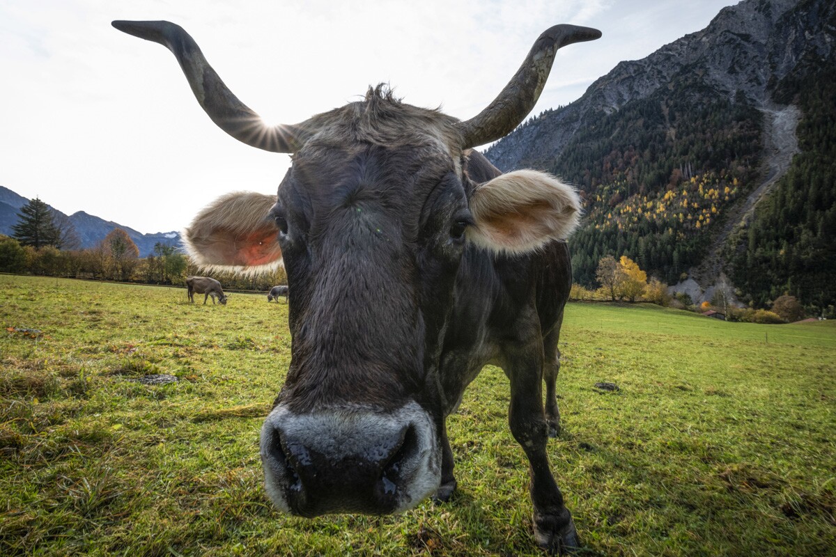 kuhbilder-aus-dem-allgaeu - 9110 - c643d3fa kuhbilder Kuh Bild Allgäu Alpen Berge Kuh Braunvieh Vieh Rind Rinder Kühe Viehscheid Alp Alm Abtrieb Bergsommer Hinterstein Oberallgäu grün