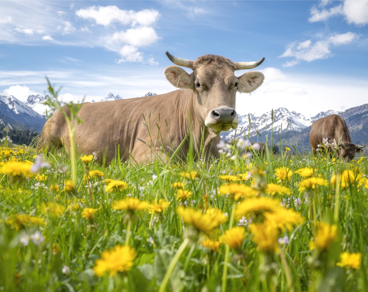 kuhbilder-aus-dem-allgaeu - 1650 - 74dac216 kuhbilder Kuh Bild Allgäu Alpen Oberstdorf Berge Kuh Braunvieh Vieh Rind Rinder Kühe Viehscheid Alp Alm Löwenzahn Frühling Rubi Oberallgäu grüne wiesen blauer himmel sonne