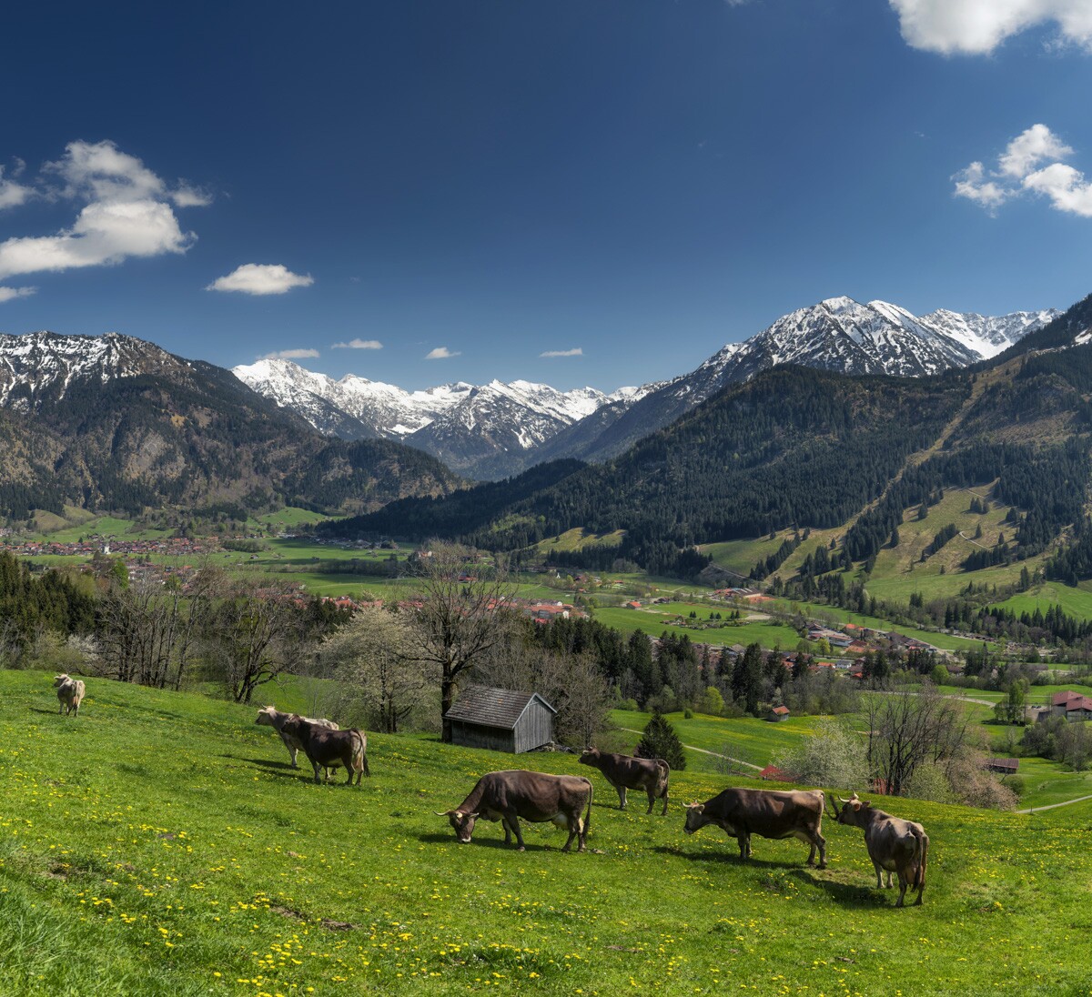 kuhbilder-aus-dem-allgaeu - 0622 - f985a029 kuhbilder Kuh Bild Allgäu Alpen Berge Kuh Braunvieh Vieh Rind Rinder Kühe Viehscheid Alp Alm Abtrieb Bergsommer Oberallgäu grüne wiesen blauer himmel sonne